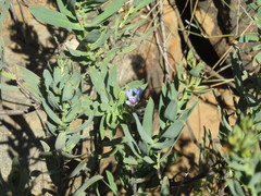 Lobostemon glaucophyllus