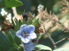 Lobostemon glaucophyllus