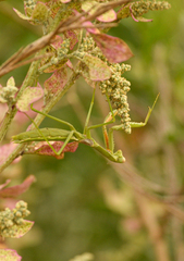 Coptopteryx gayi