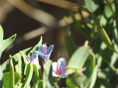 Lobostemon glaucophyllus