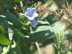 Lobostemon glaucophyllus