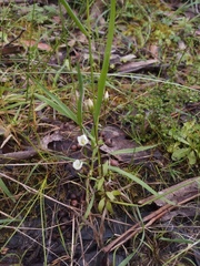 Gentianella polysperes