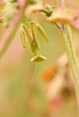 Coptopteryx gayi
