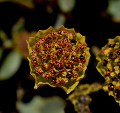 Pozoa coriacea