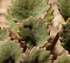 Pozoa coriacea