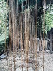 Ficus benghalensis