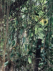 Ficus benghalensis