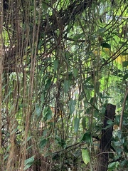 Ficus benghalensis