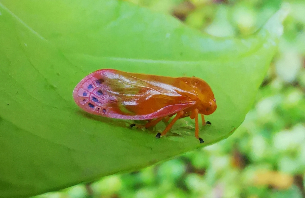 Eoscarta liternoides