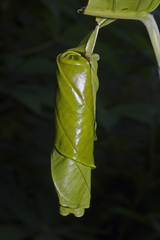 Heterapoderus