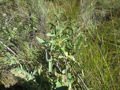 Lobostemon glaucophyllus