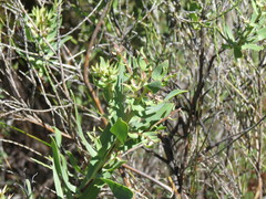 Lobostemon glaucophyllus
