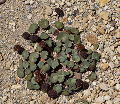 Pozoa coriacea