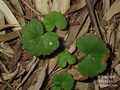Hydrocotyle leucocephala