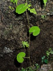 Hydrocotyle leucocephala