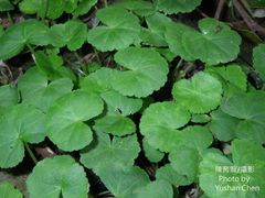 Hydrocotyle leucocephala