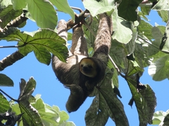 Bradypus tridactylus