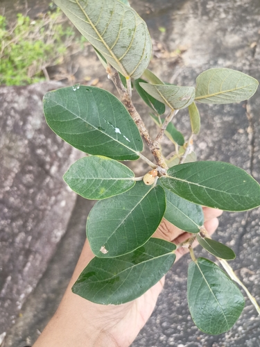 Image of Ficus mollis by (c) Rama Narayanan, some rights reserved (CC BY)