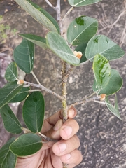 Ficus mollis