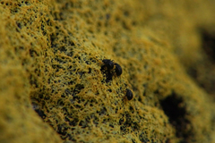 Aspidiphorus orbiculatus