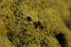 Aspidiphorus orbiculatus