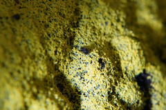 Aspidiphorus orbiculatus