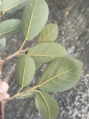 Ficus mollis