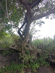 Ficus mollis