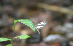 Moschoneura pinthous