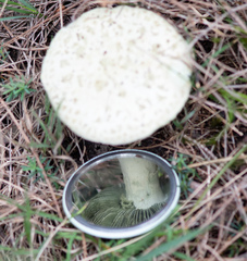Amanita austroviridis