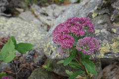 Hylotelephium telephium fabaria