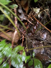 Bolbitis heteroclita