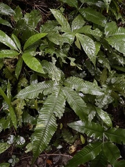 Bolbitis heteroclita