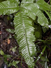 Bolbitis heteroclita