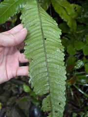 Bolbitis heteroclita