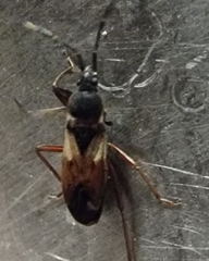 Eremocoris abietis
