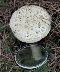 Amanita austroviridis