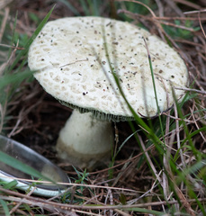 Amanita austroviridis