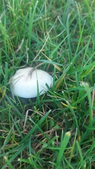 Cuphophyllus virgineus