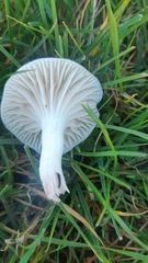 Cuphophyllus virgineus