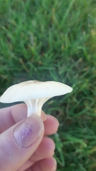 Cuphophyllus virgineus