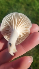 Cuphophyllus virgineus