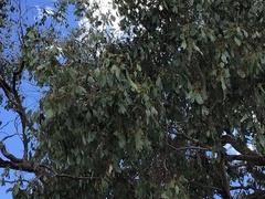 Eucalyptus populnea