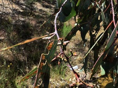 Eucalyptus nortonii