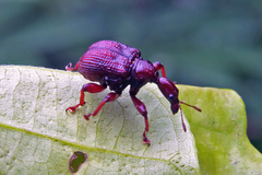 Heterapoderus