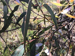 Eucalyptus nortonii