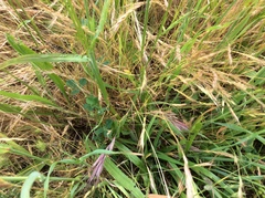 Bromus carinatus