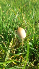 Basidiomycota