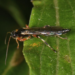 Schizopyga frigida