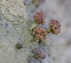 Baeomyces carneus